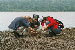 Gemeinsam untersuchen deutsche und indonesische Wissenschaftler die Ökologie von Mangroven in der Segara Anakan Lagune.